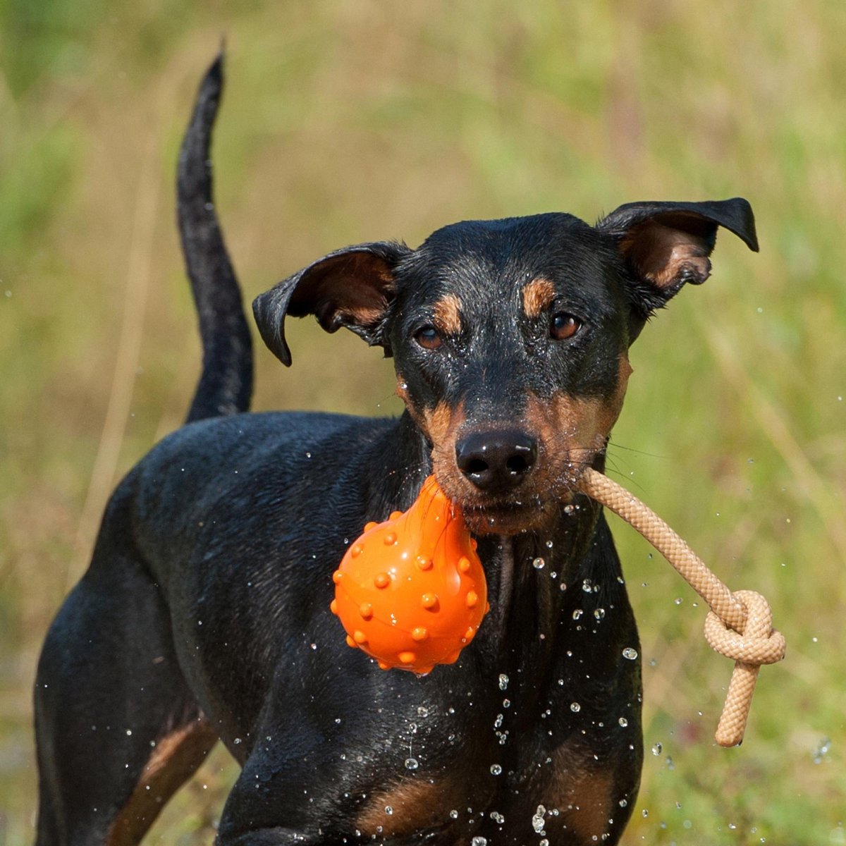 Major Dog Swimming Eddy Floating Dog Toy - 100 g- Orange