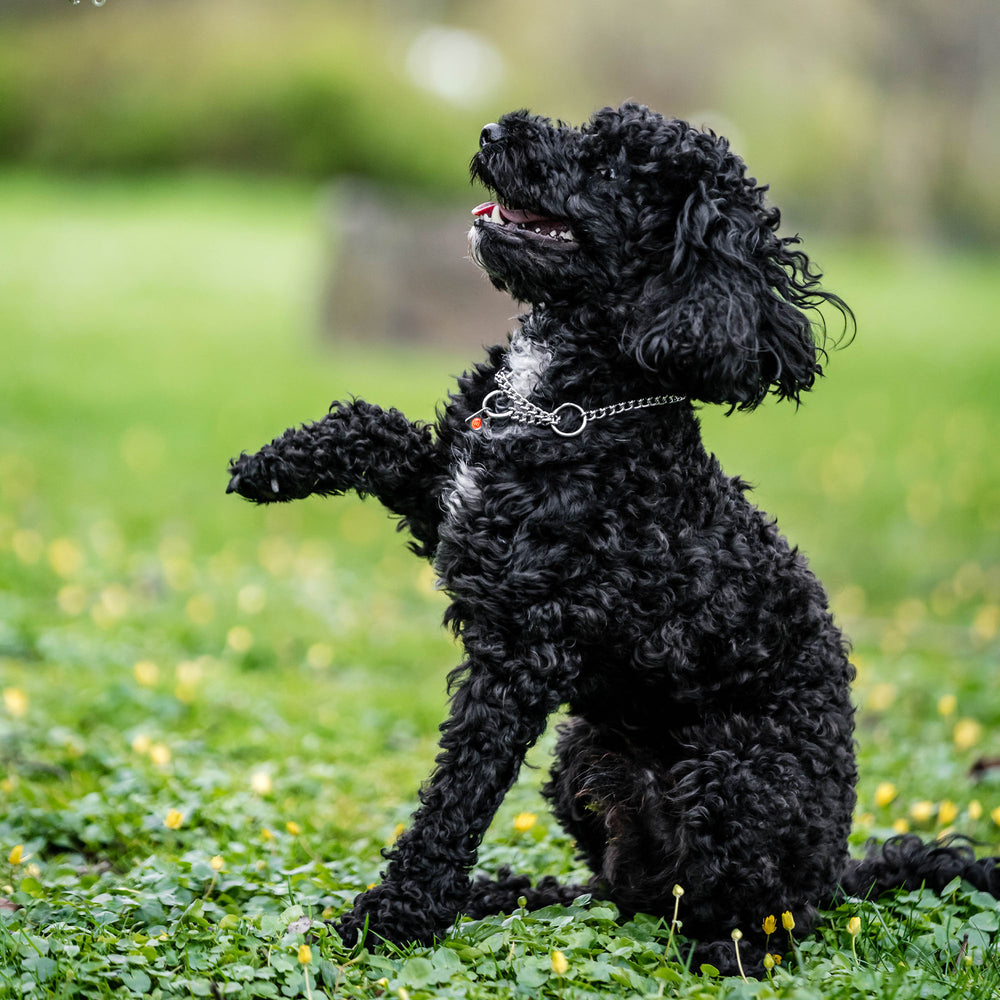 طوق من سبرينجر للكلاب وصلات دائرية - فولاذ مقاوم للصدأ، 2.0 مم