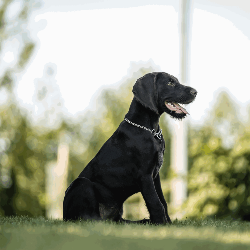 Sprenger-Collar, round links - Stainless steel, 2.5 mm