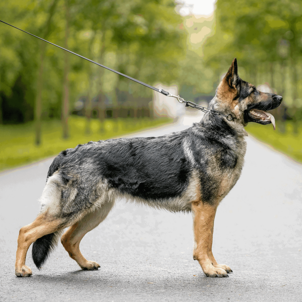 Sprenger-Show Collar - Standard - Stainless steel, 3 mm