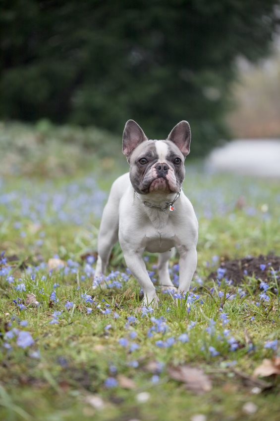 Sprenger-Collar, long links - Stainless steel 3.0 mm