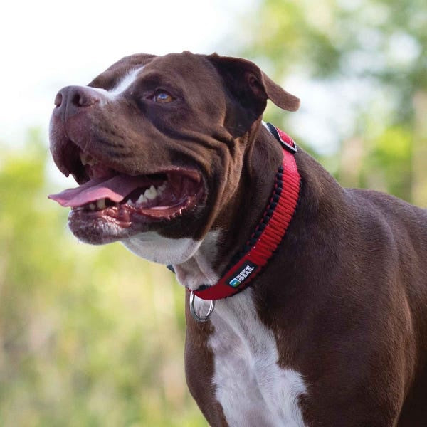 Pet Edge-Guardian Gear Reflective Paracord Collar - Red
