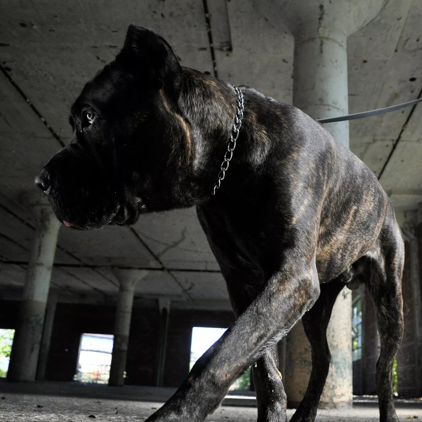 Sprenger-Collar - Stainless steel, 2.0 mm