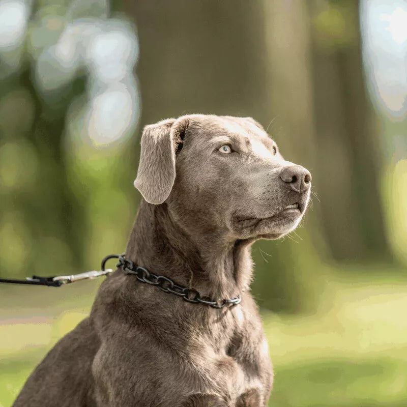 Sprenger-Collar, short links - Stainless steel black, 4.0 mm