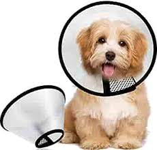 PetEdge-Th E-collar Xs 8in Clr