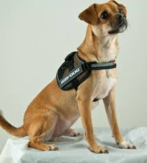 EzyDog Convert Harness XS