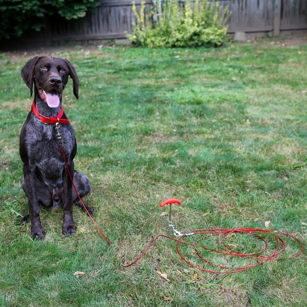 Dogman Kit Tie out stake + cable Metal red (60 lbs-20 ft)