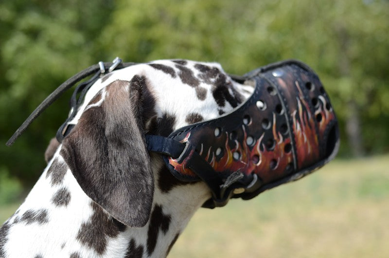 Strike muzzle for Dalmatian By igniting